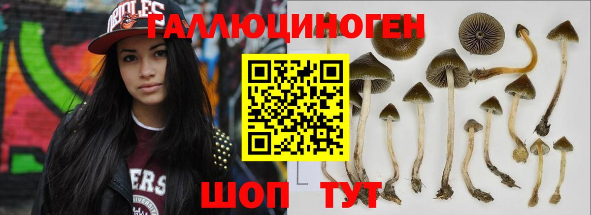 где продают   Вход с VPN  Тверь  Галлюциногенные грибы мицелий 